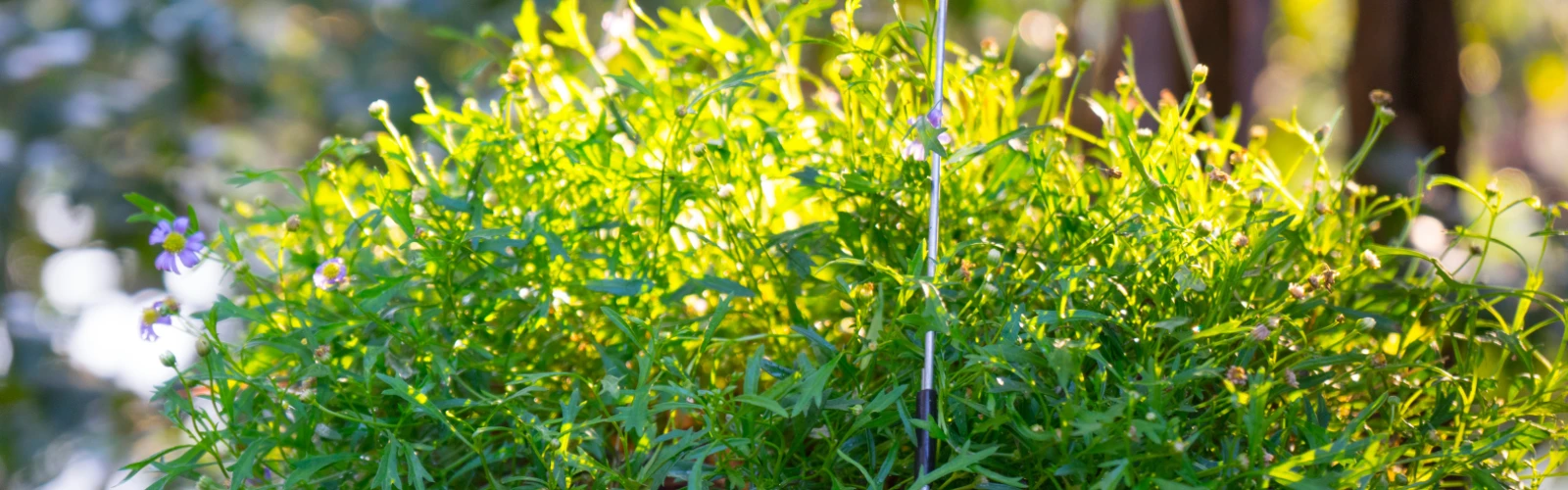 Hanging Gardens: Green Terraces Overlooking the Arabian Sea