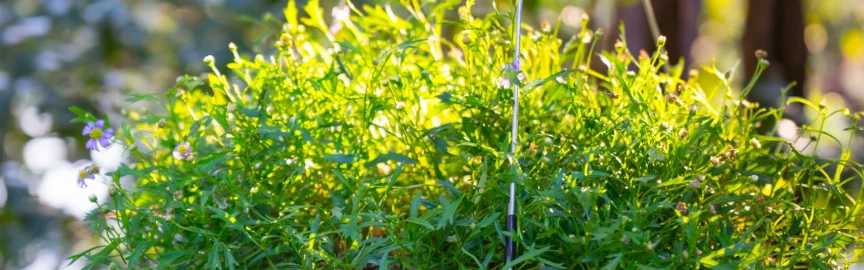 Hanging Gardens: Green Terraces Overlooking the Arabian Sea