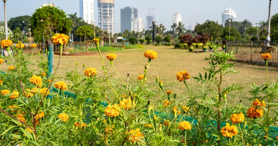Hanging Gardens: Green Terraces Overlooking the Arabian Sea